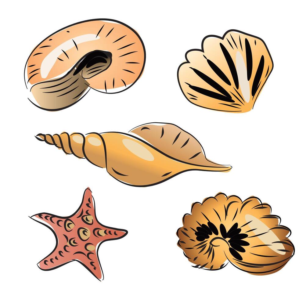 Set of Seashell Illustration vector