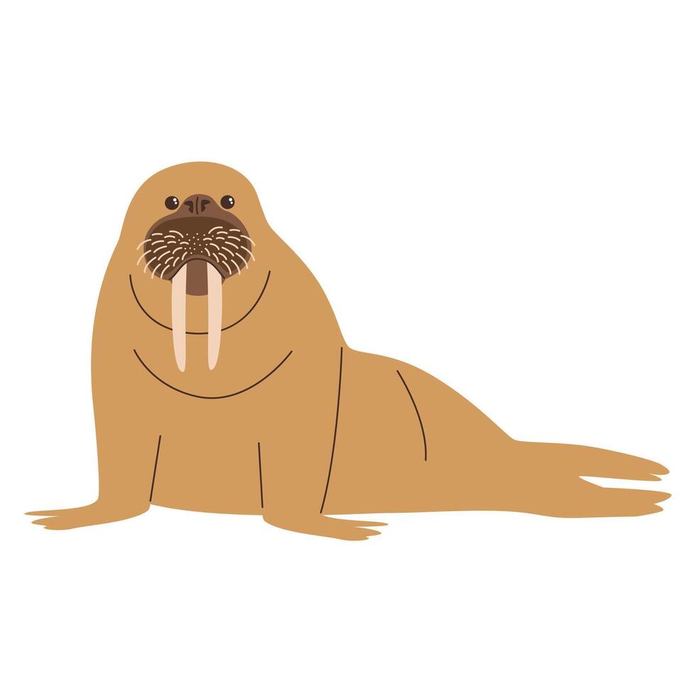 walrus hand drawing illustration on white background vector