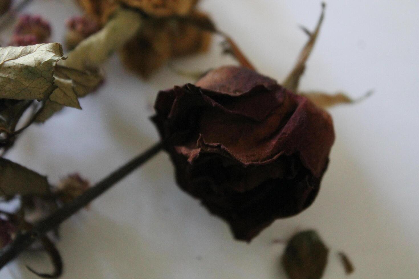 Dried flowers on a white background photo