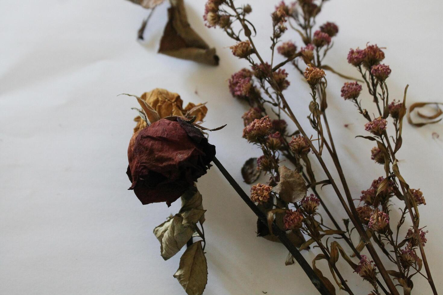 Dried flowers on a white background photo