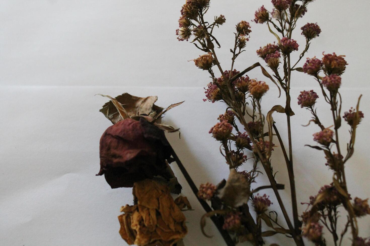 Dried flowers on a white background photo