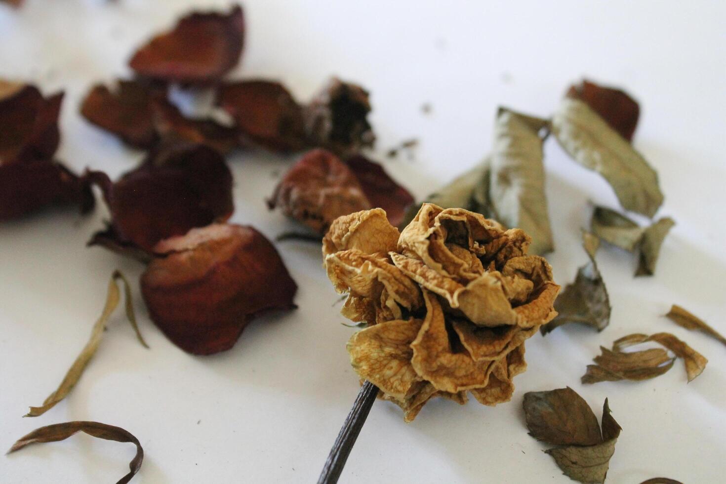 Dried flowers on a white background photo