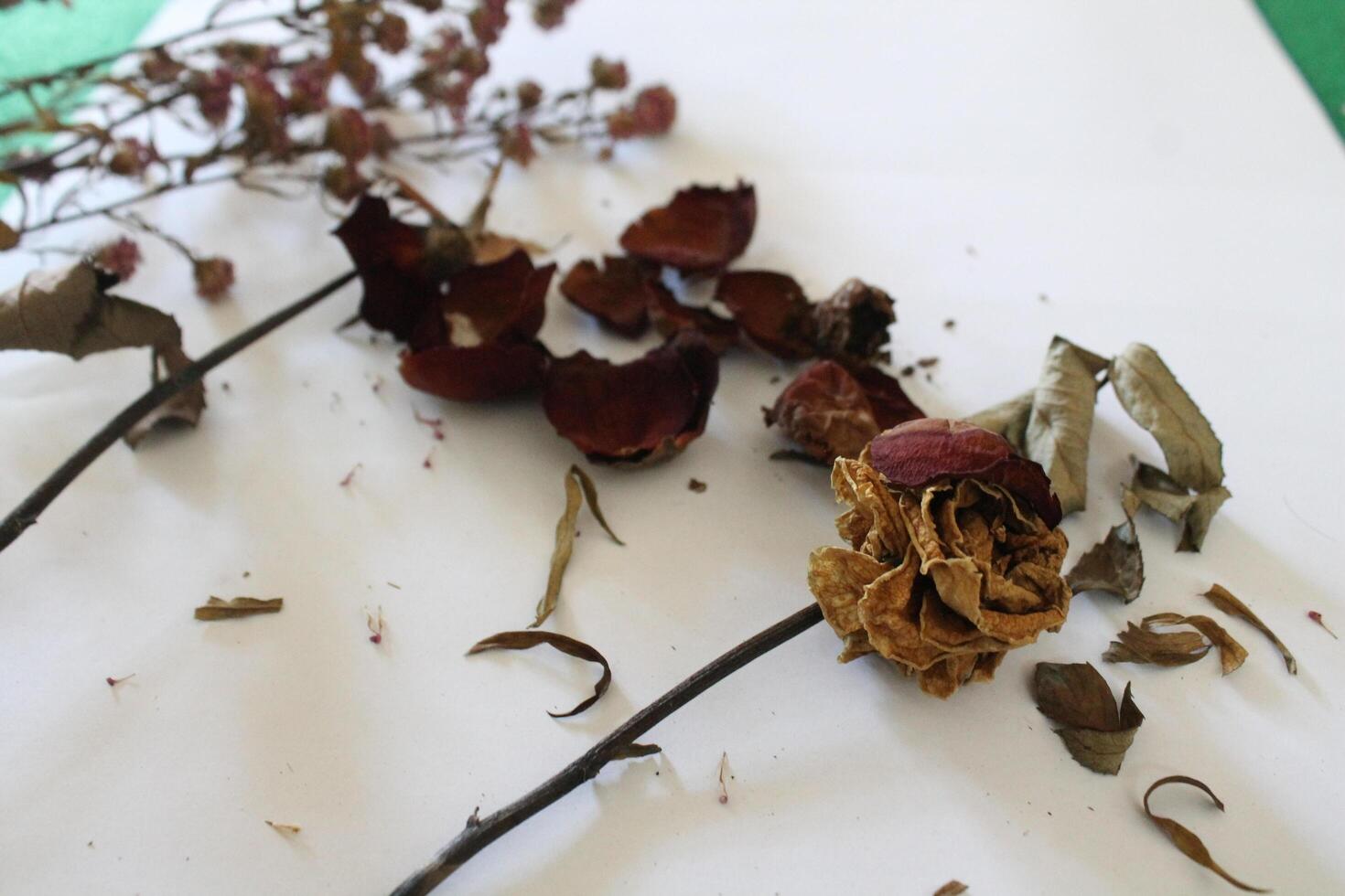 Dried flowers on a white background photo