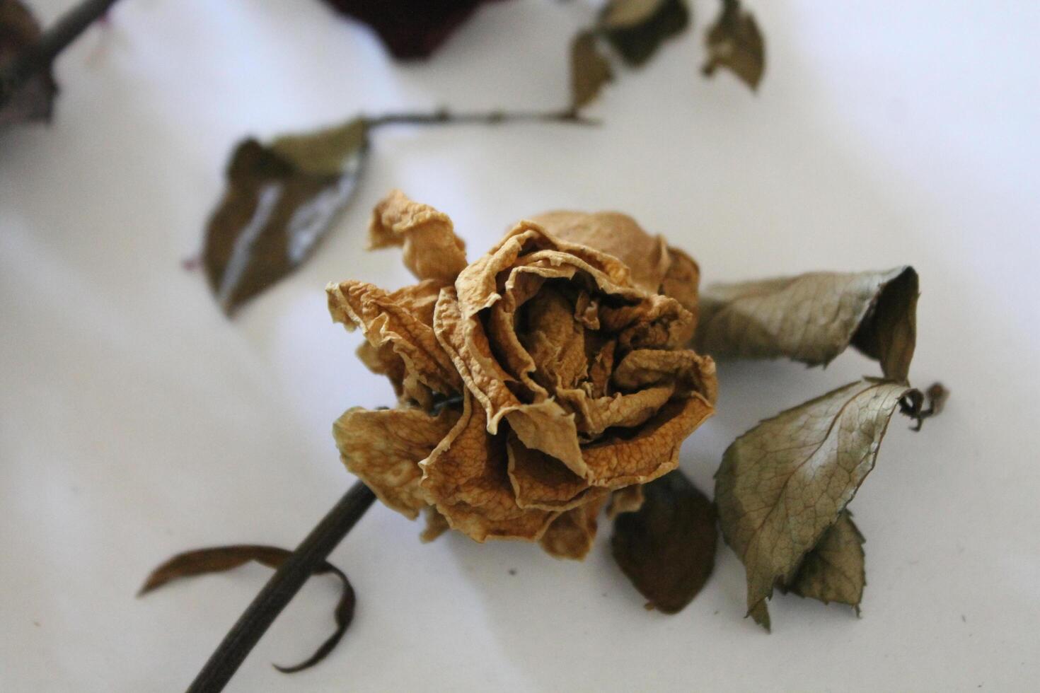 Dried flowers on a white background photo