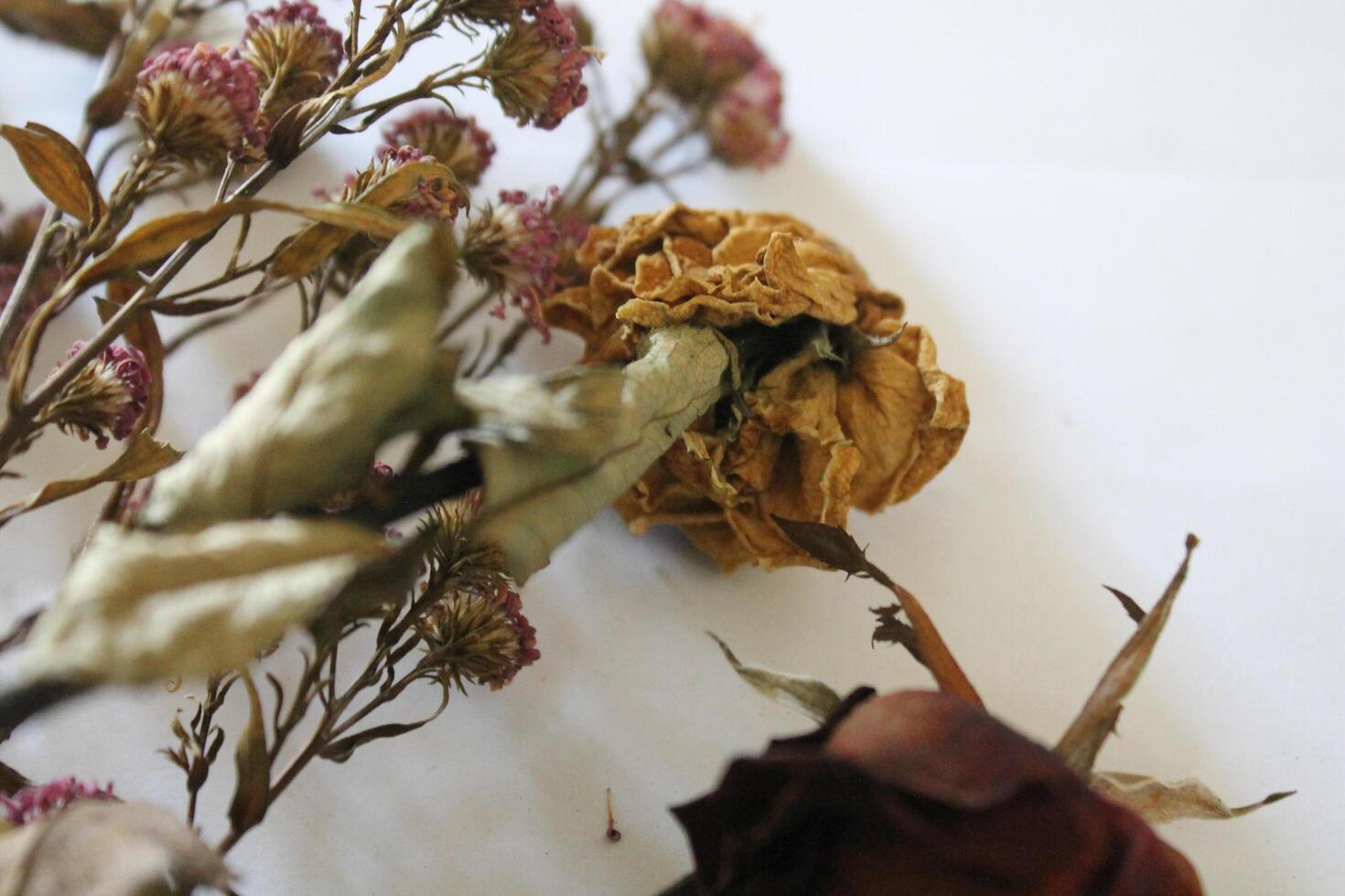 Dried flowers on a white background photo