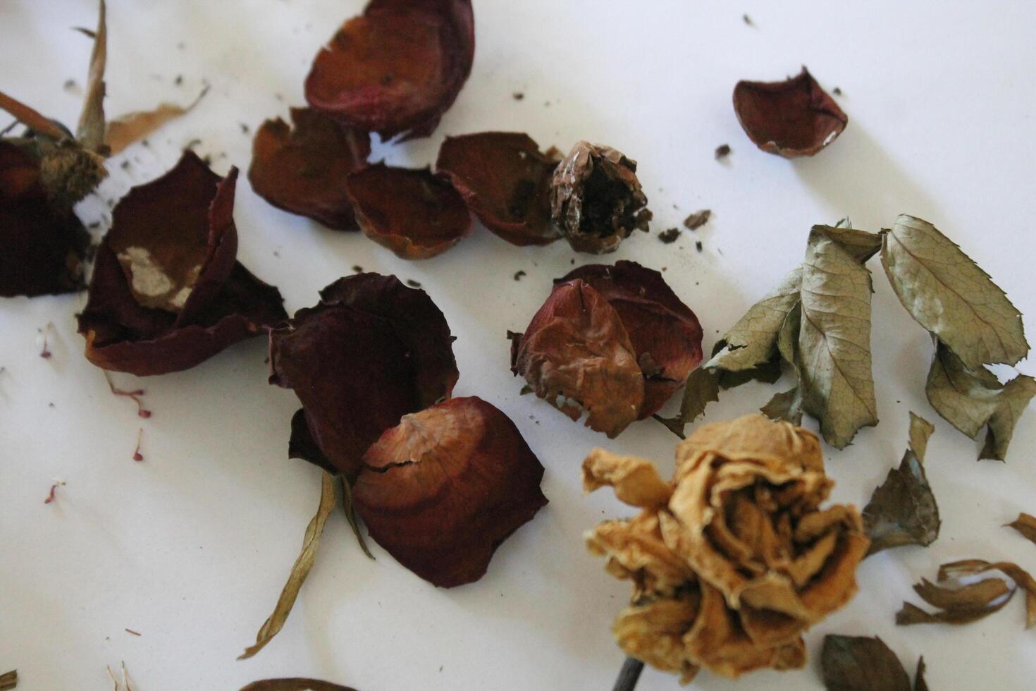 Dried flowers on a white background photo