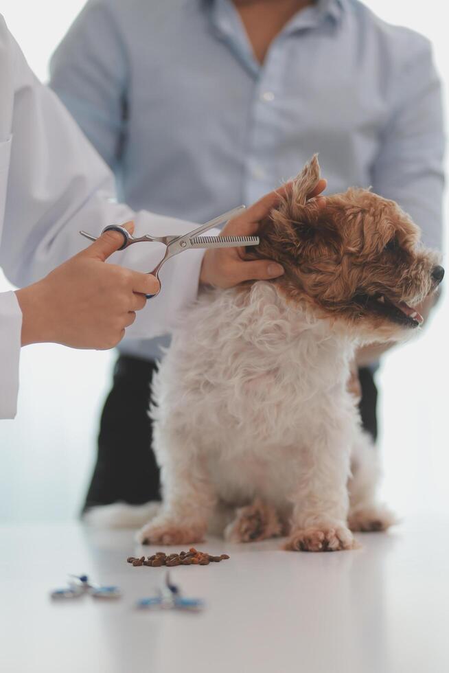 Veterinary doctor and assistant working together examining dog on table in veterinary clinic Pet health care and medical concept. Close-up. photo