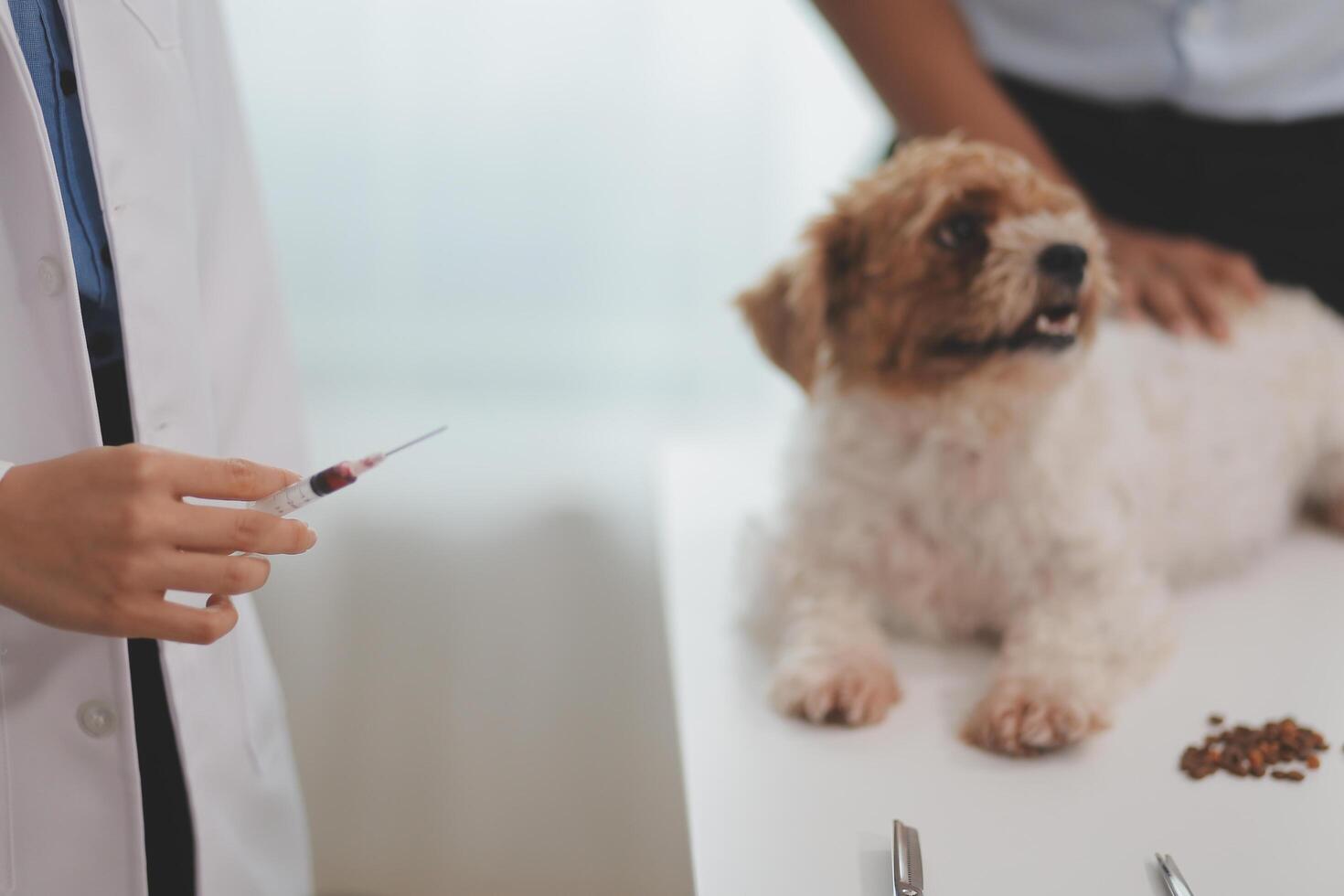 Veterinary doctor and assistant working together examining dog on table in veterinary clinic Pet health care and medical concept. Close-up. photo