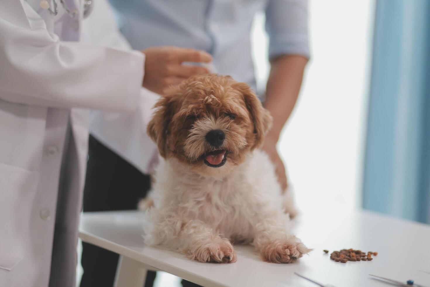 Veterinary doctor and assistant working together examining dog on table in veterinary clinic Pet health care and medical concept. Close-up. photo