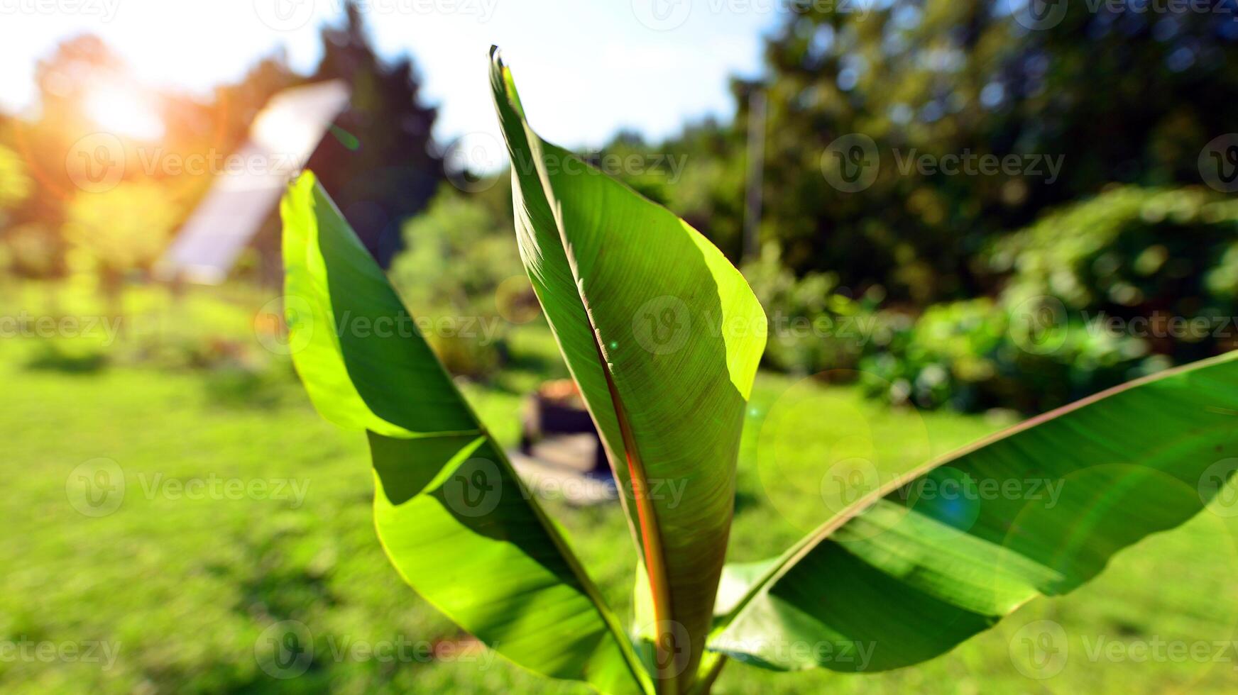 Fresh green and garten area background. photo