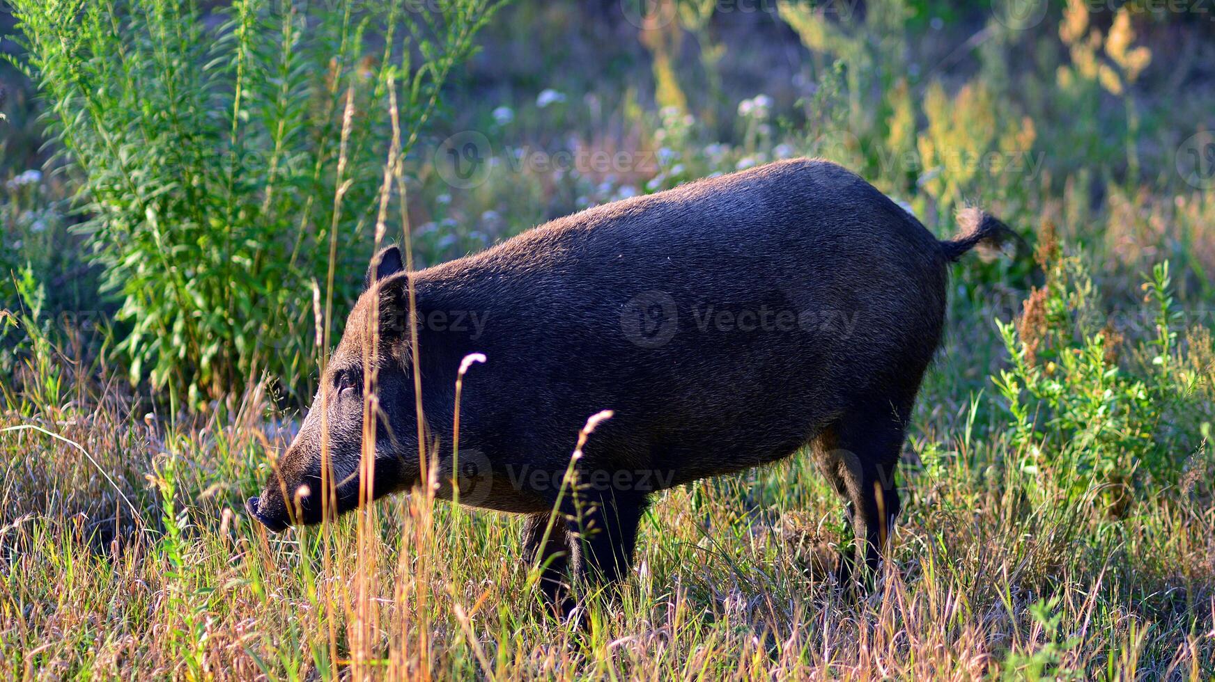 Boar in the wild, in the clearing. photo