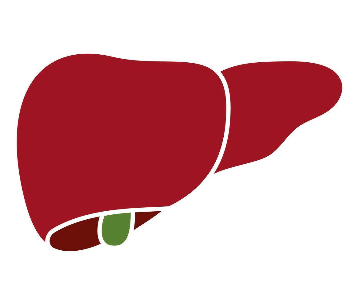 Human liver flat icon on transparent background vector