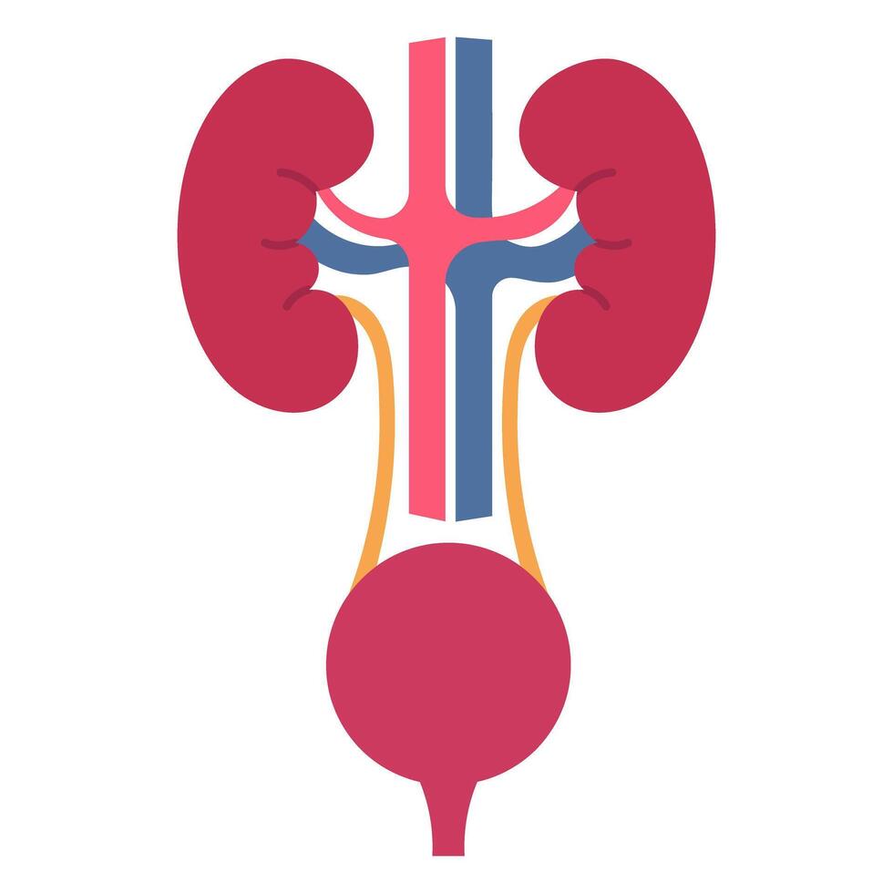 Human kidneys and bladder flat icon on white background vector