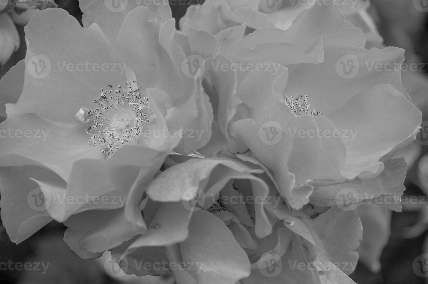 roses in the garden photo