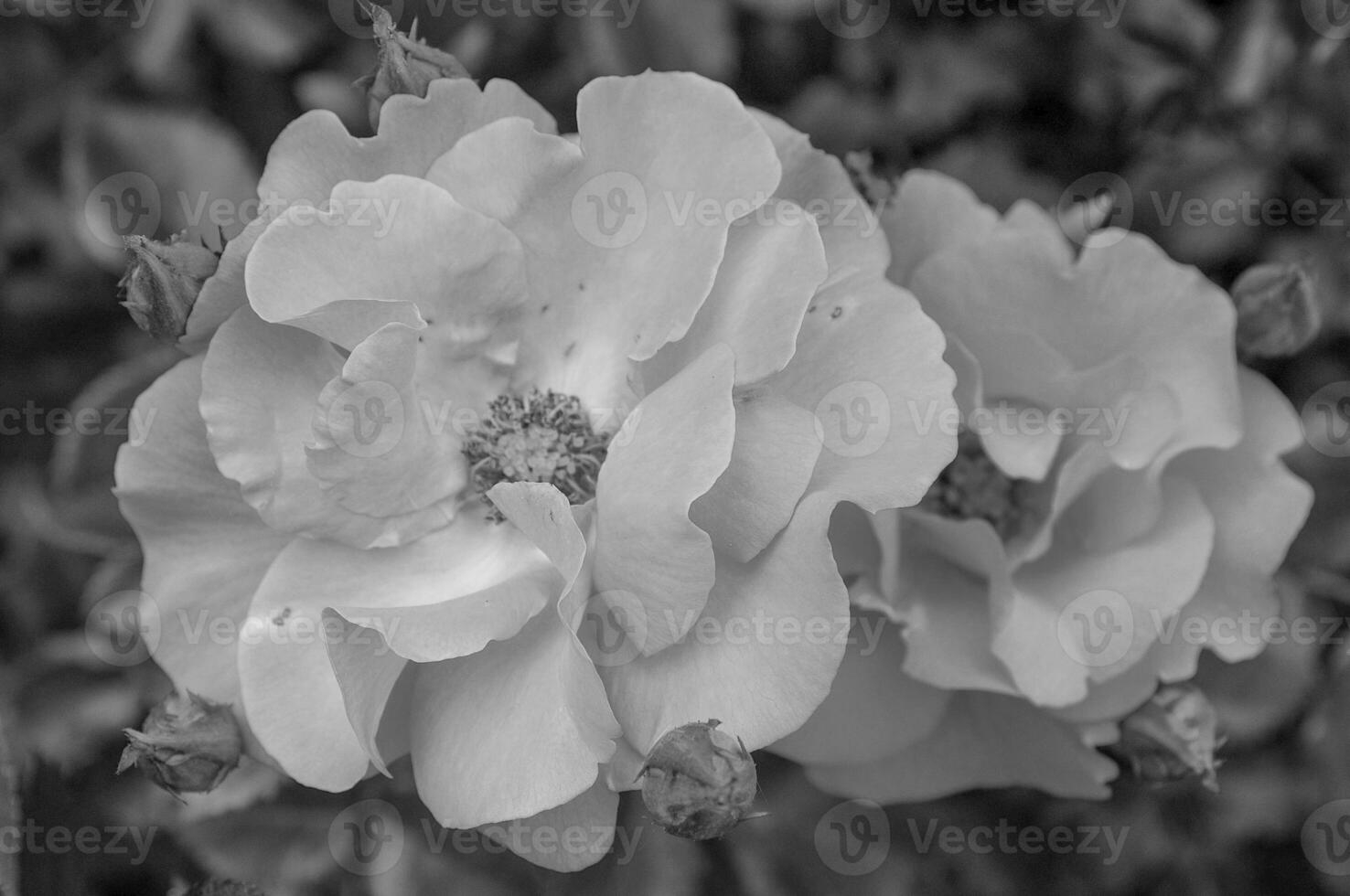 roses in the garden photo