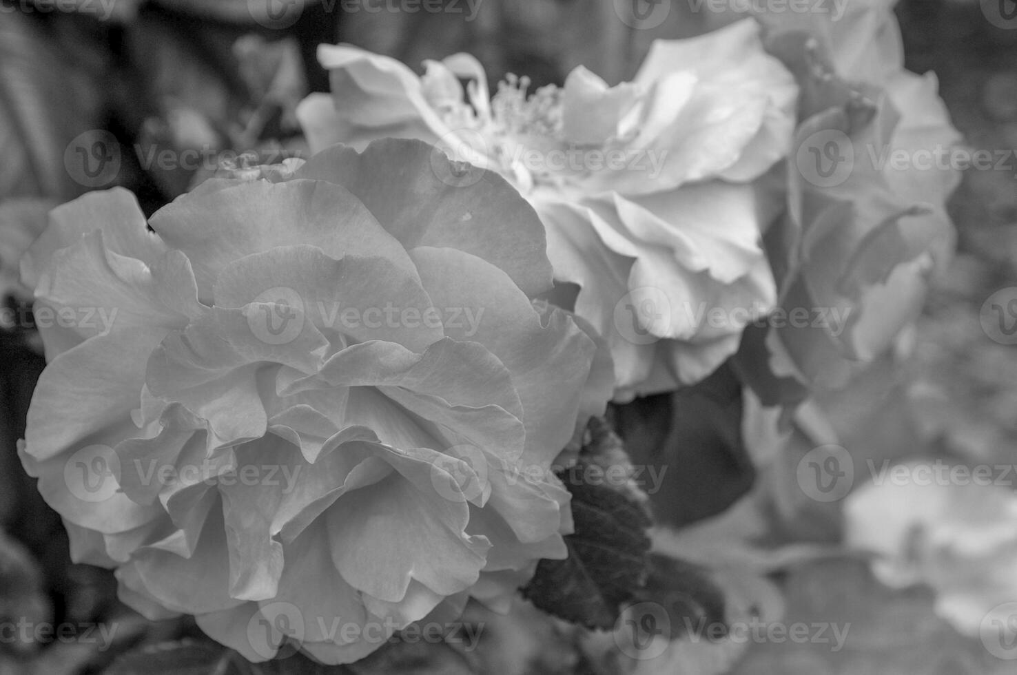 roses in the garden photo
