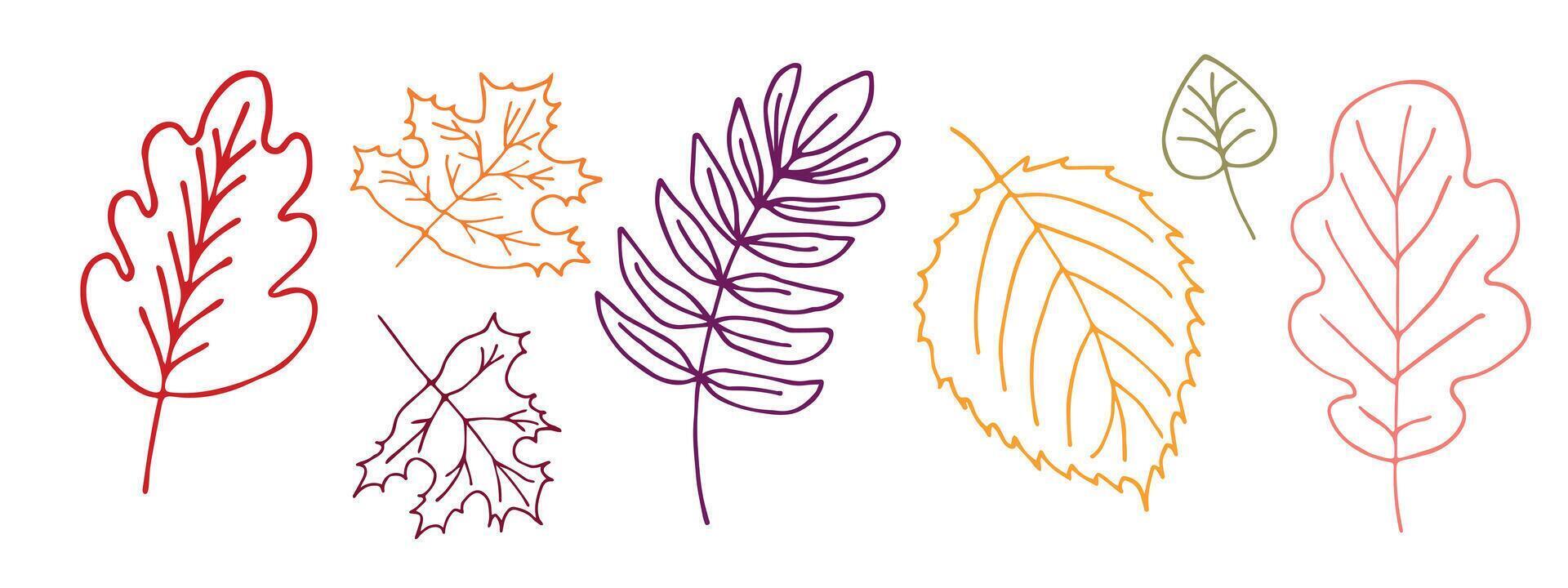Set of hand drawn autumn leaves. vector