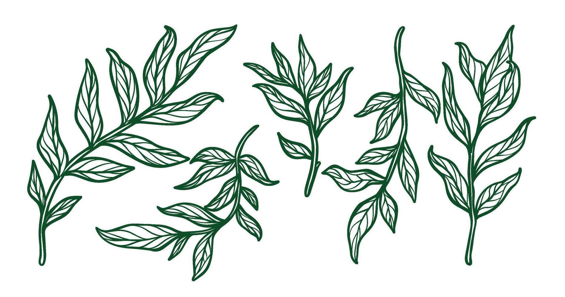 Leaf outline, simple illustration of leaf, leaf draw, artistic leaf vector