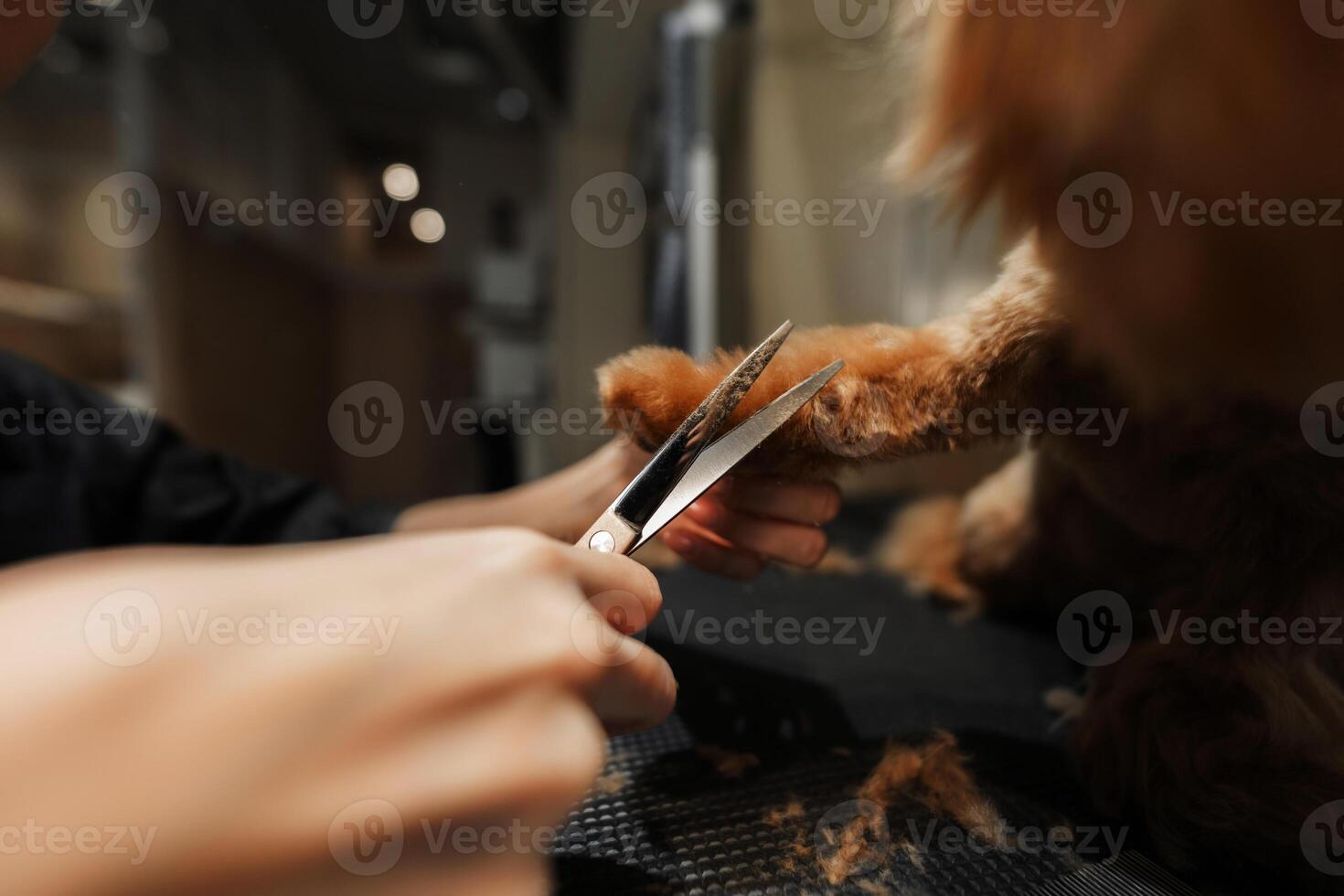 Groomer Trimming Fur On Dog's Paw In A Pet Salon During Afternoon photo