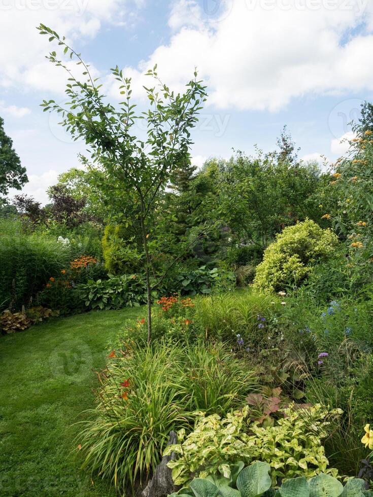 garden in the netherlands photo