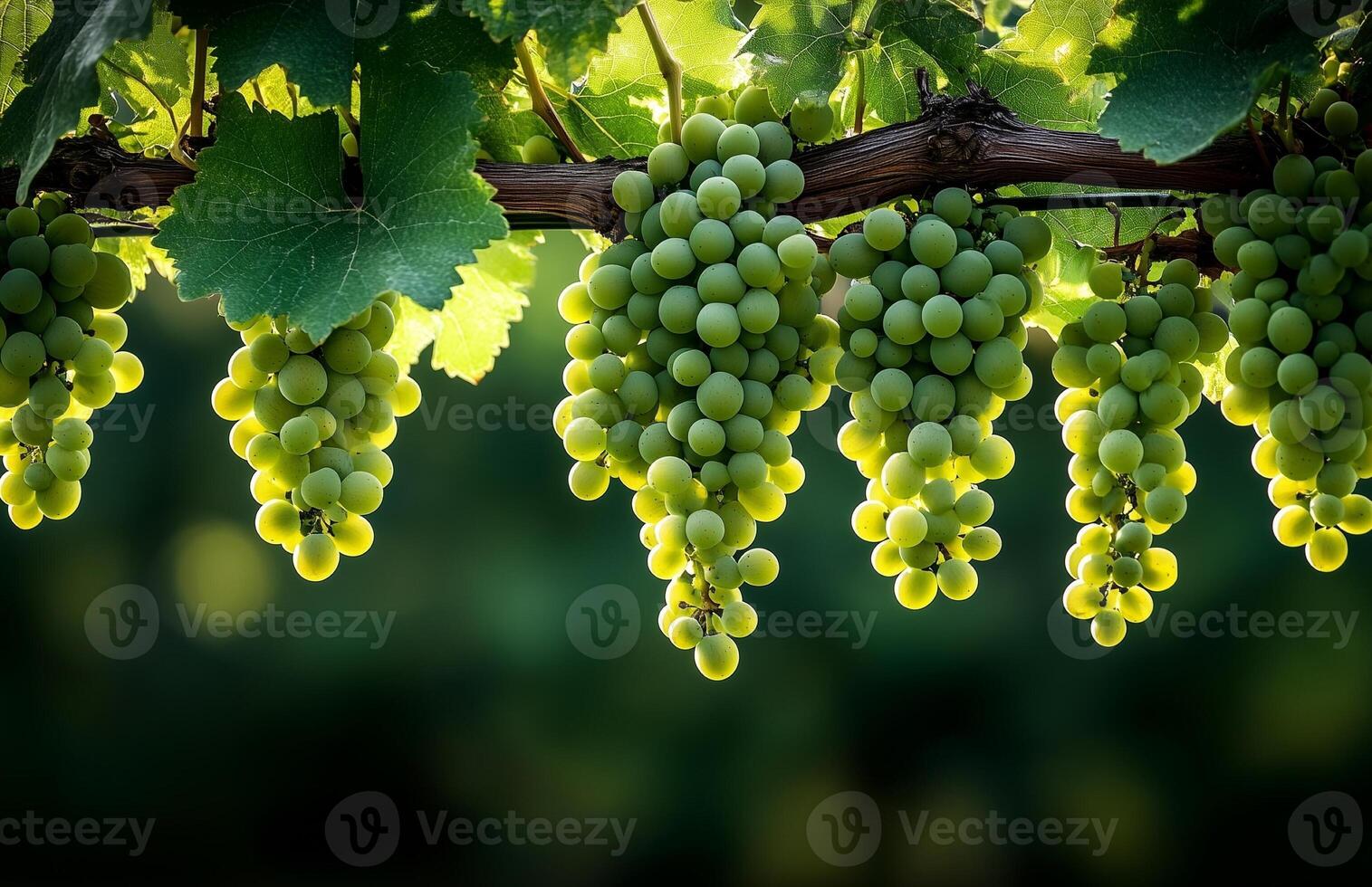 Green grapes hang from the vineyard branches in the warm sun, ready for harvest photo