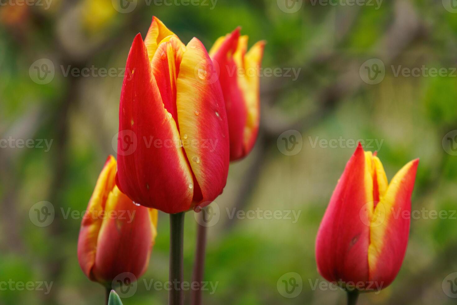 tulips in the garden photo