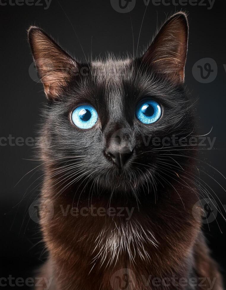 Black cat with blue eyes looking to camera on black background photo