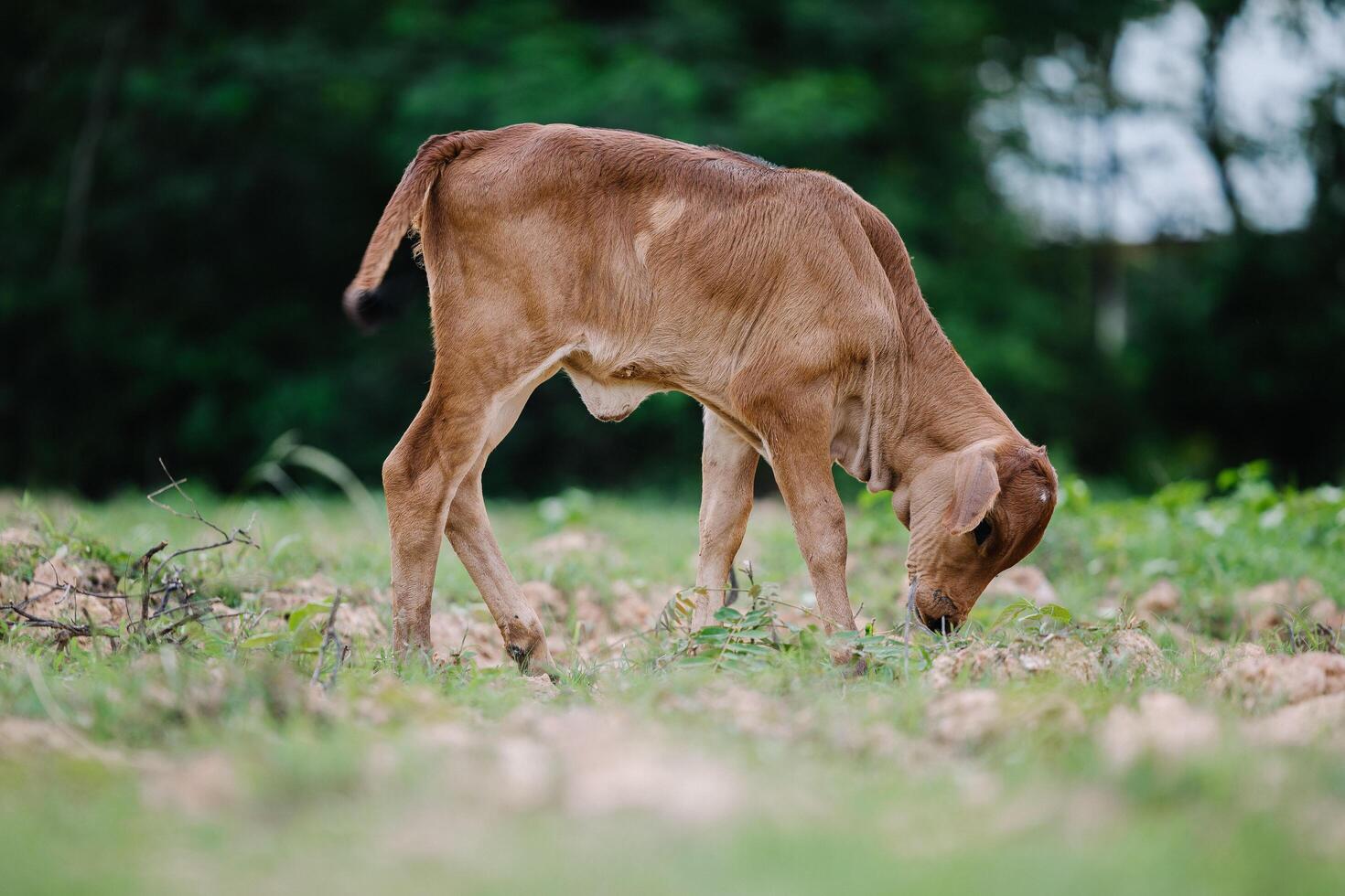 Milk cow grazing on green farm pasture on summer day. Feeding of cattle on farmland grassland photo