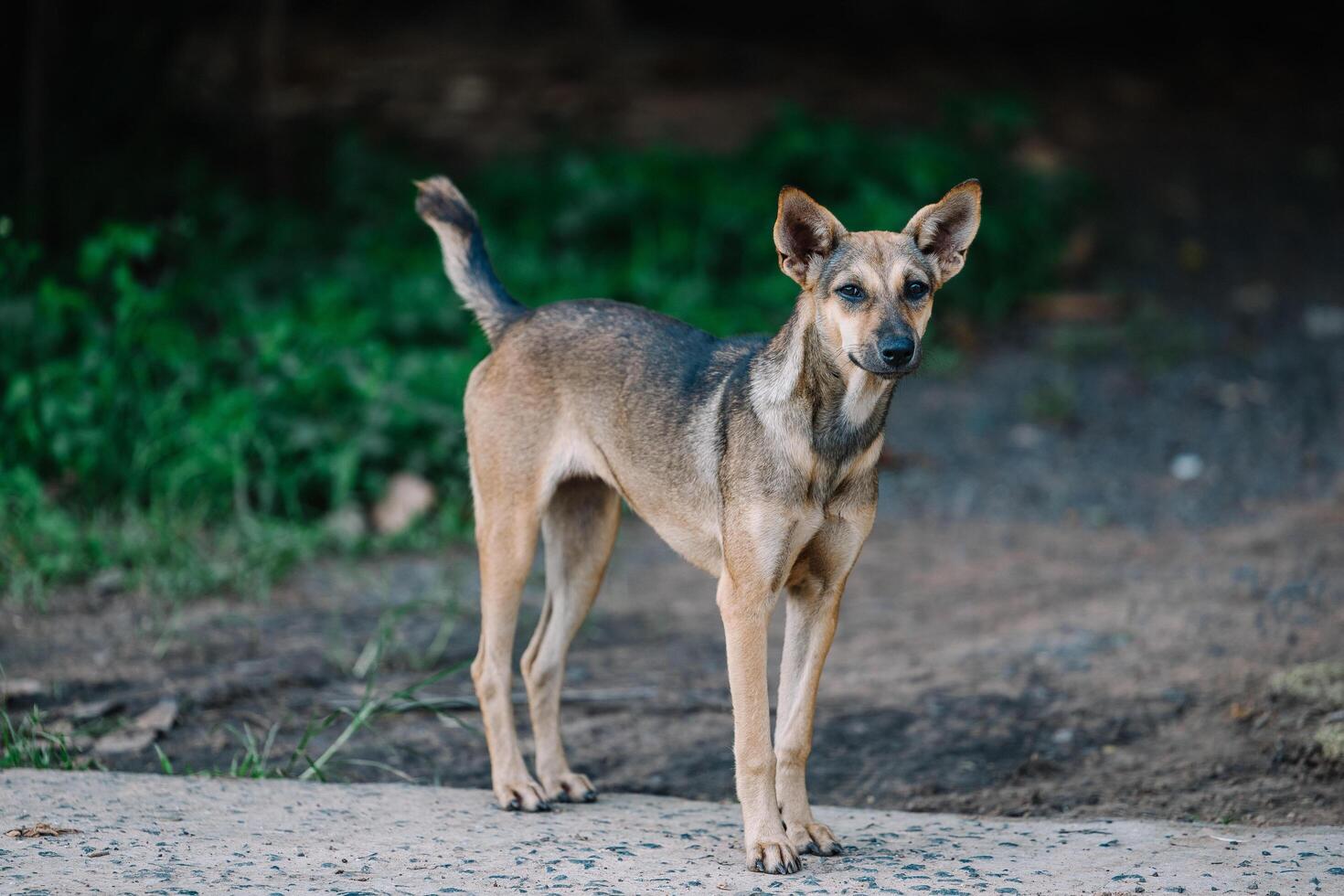 Dog look camera walking in the park photo