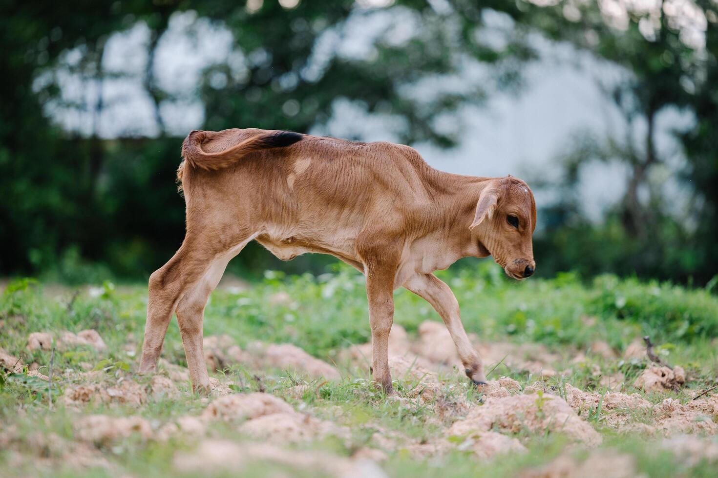 Milk cow grazing on green farm pasture on summer day. Feeding of cattle on farmland grassland photo