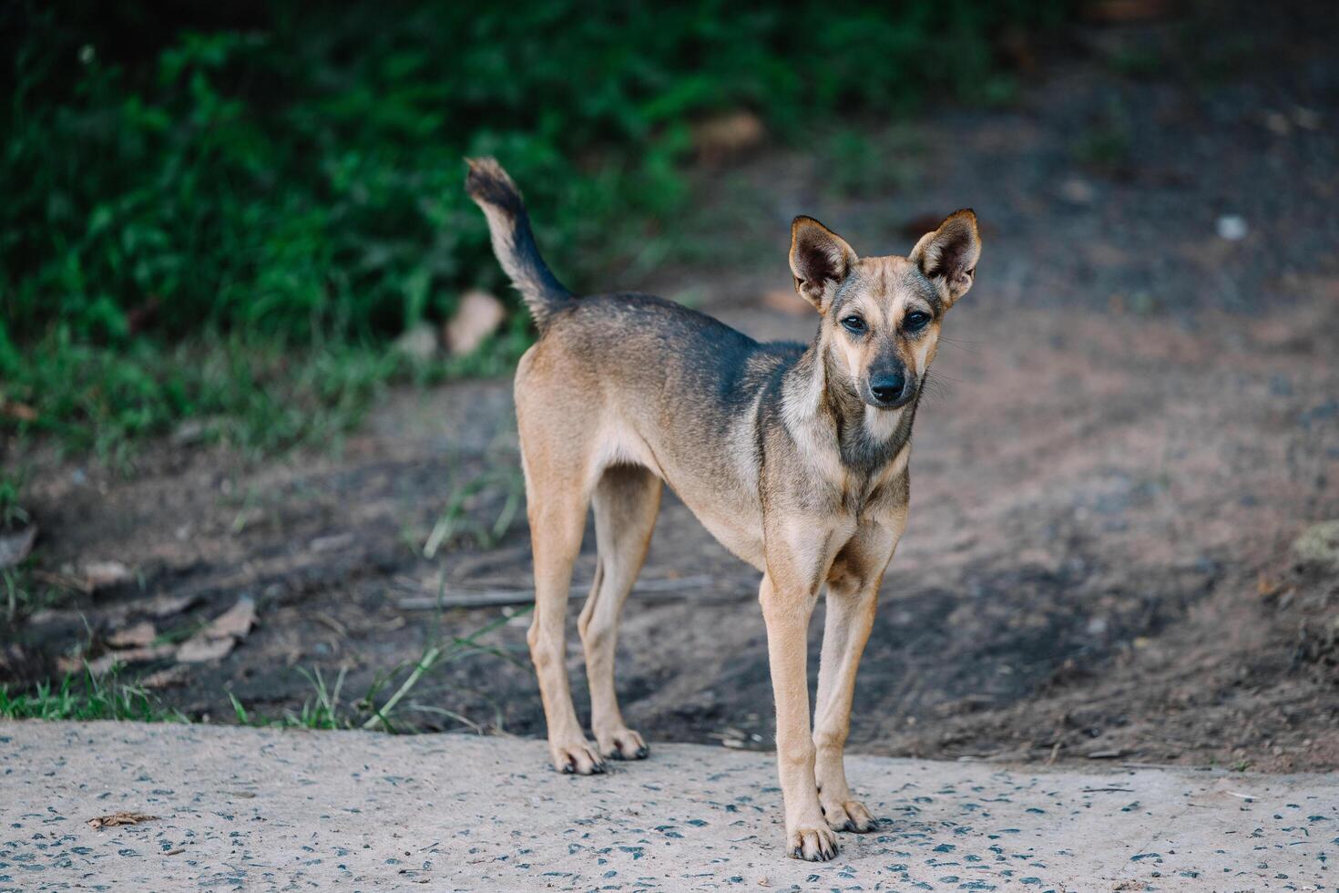 Dog look camera walking in the park photo
