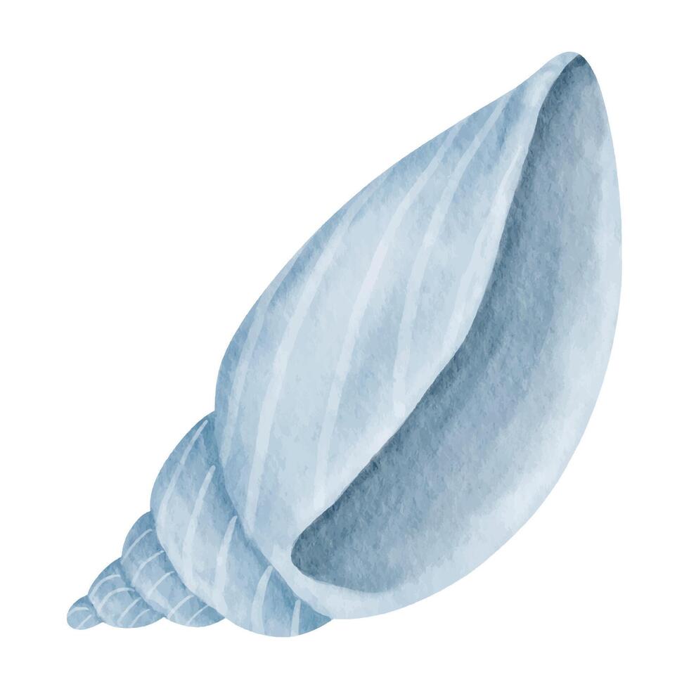 shell watercolor illustration vector