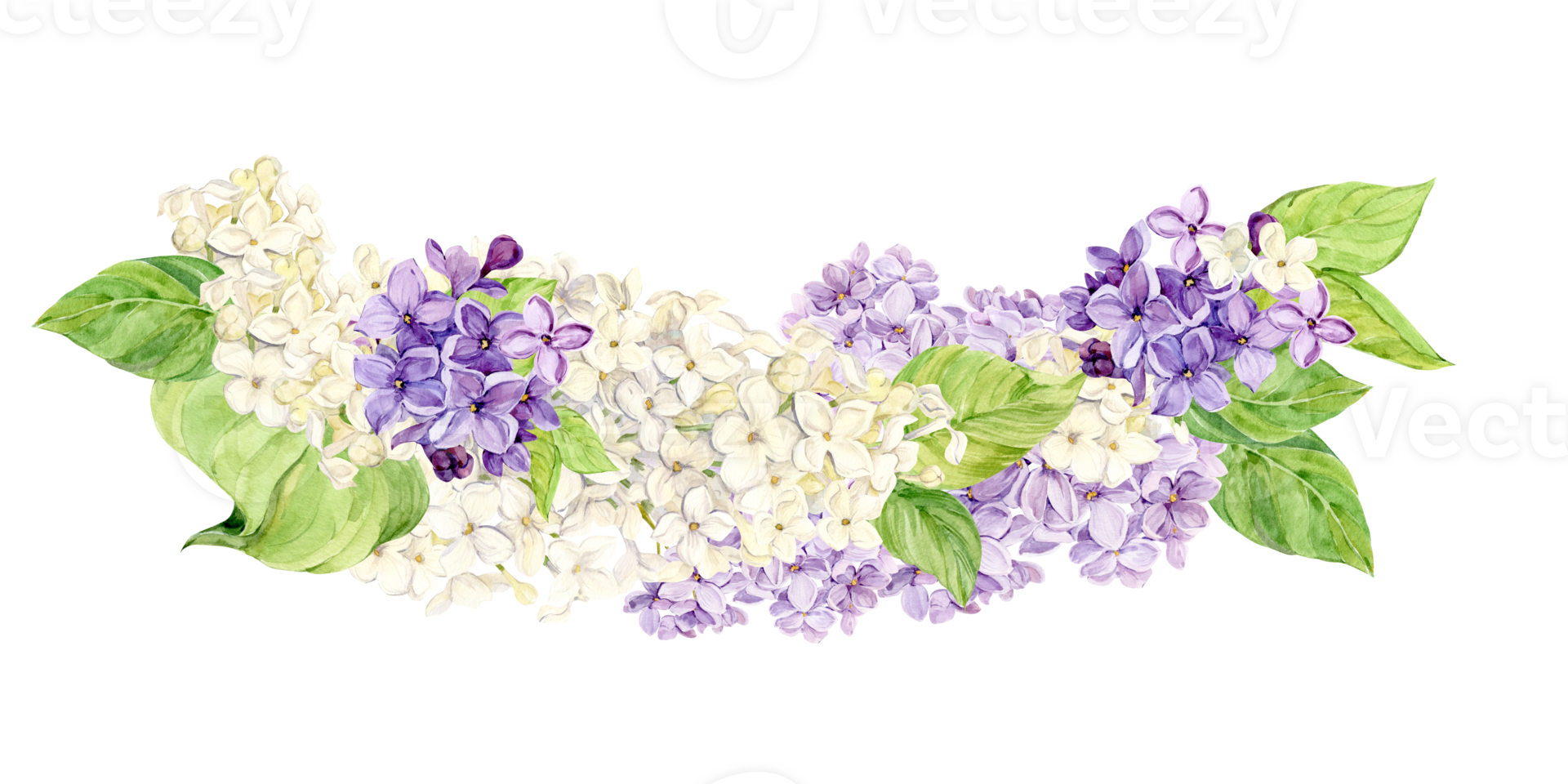 Watercolor illustration of lilac. Composition of purple and white syringa with leaves, flowers and buds. Fragrant spring flower on a isolated background for a wedding invitation, greeting card. png