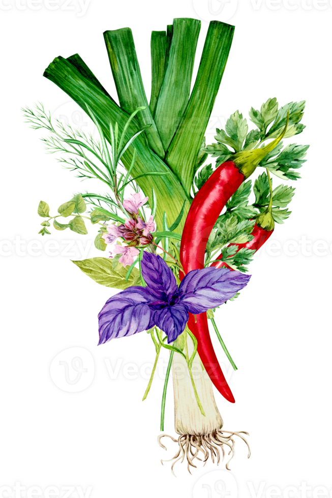 Bouquet of kitchen herbs. Rosemary, thyme, basil, parsley, dill, chili pepper, bay leaf. Spicy herbs, watercolor illustration. Spices of Italian cuisine, composition in Provence style. png