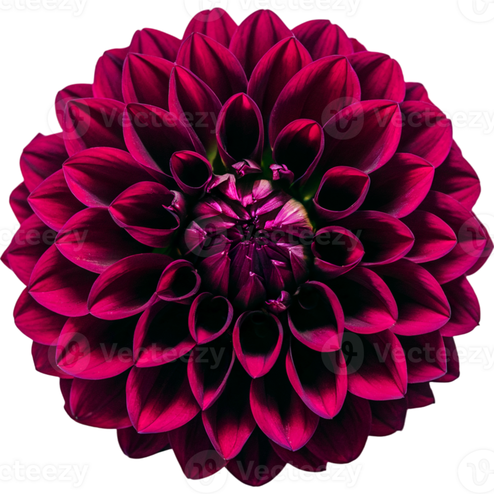 Purple Dahlia Flower png