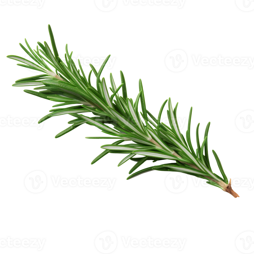 Fresh rosemary sprig on a transparent background png