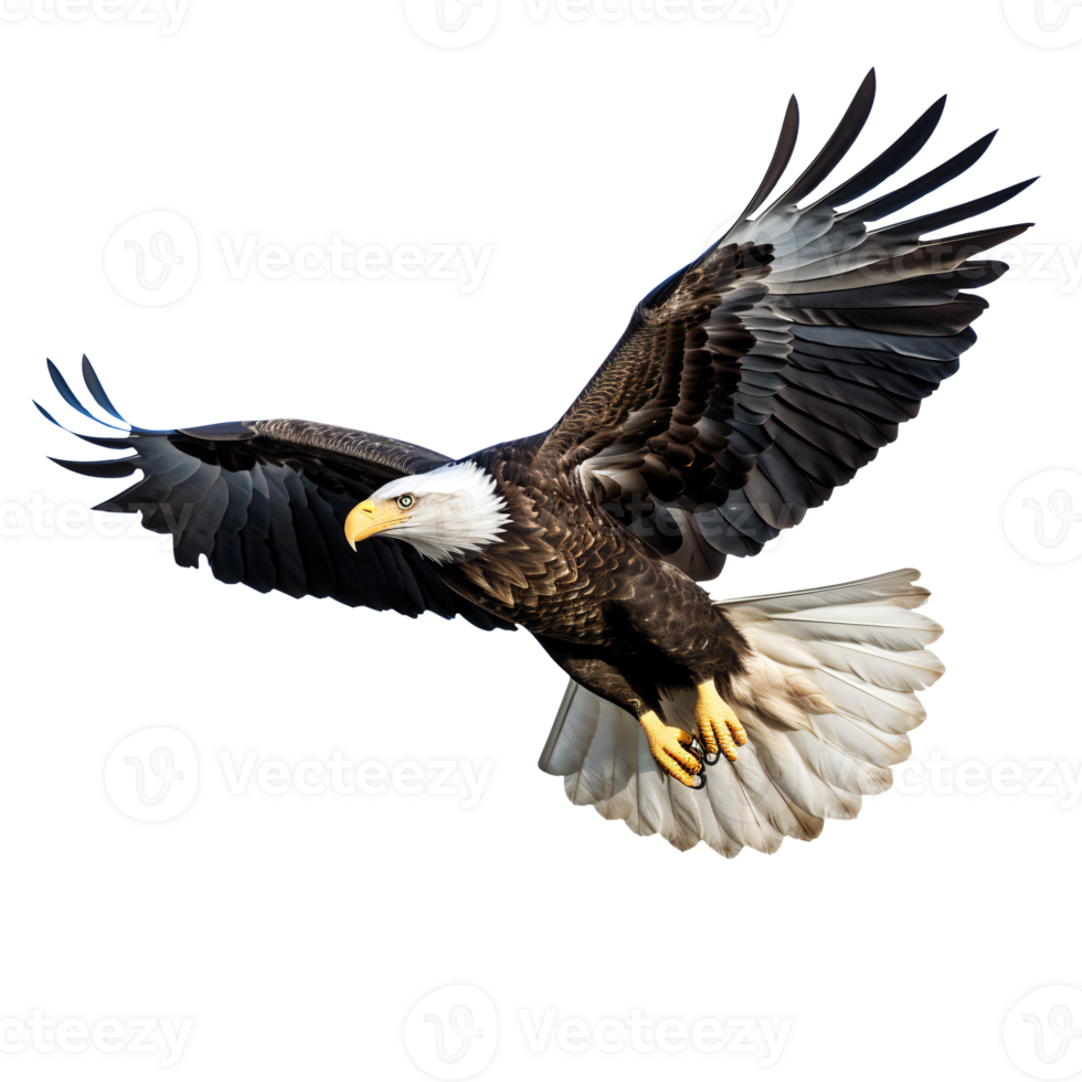 Bald eagle in flight with fully spread wings, isolated on transparent png