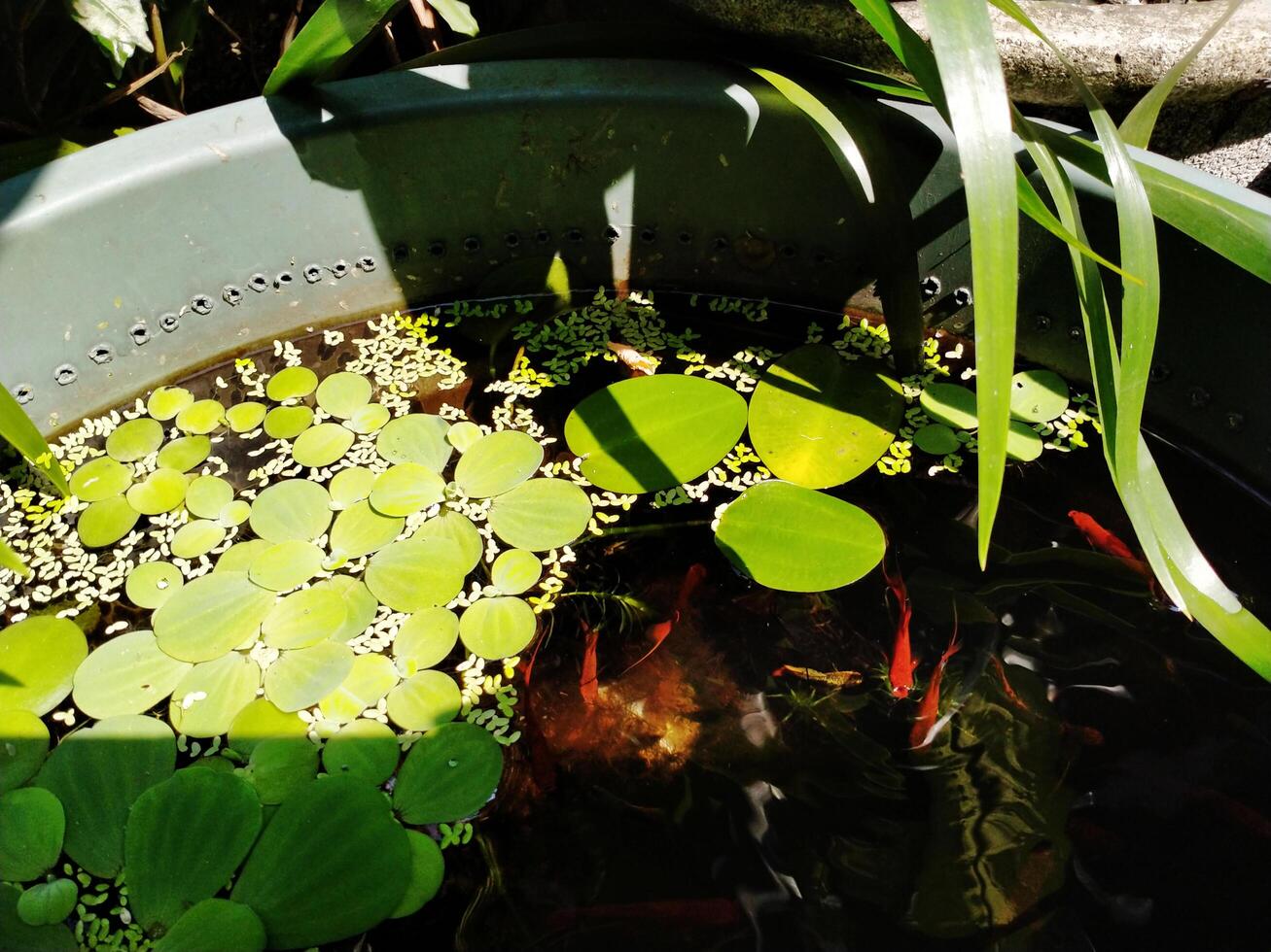 A peaceful and relaxing ambience on a mini pond with water lilies, ornamental freshwater fish and other plants. Backyard project photo