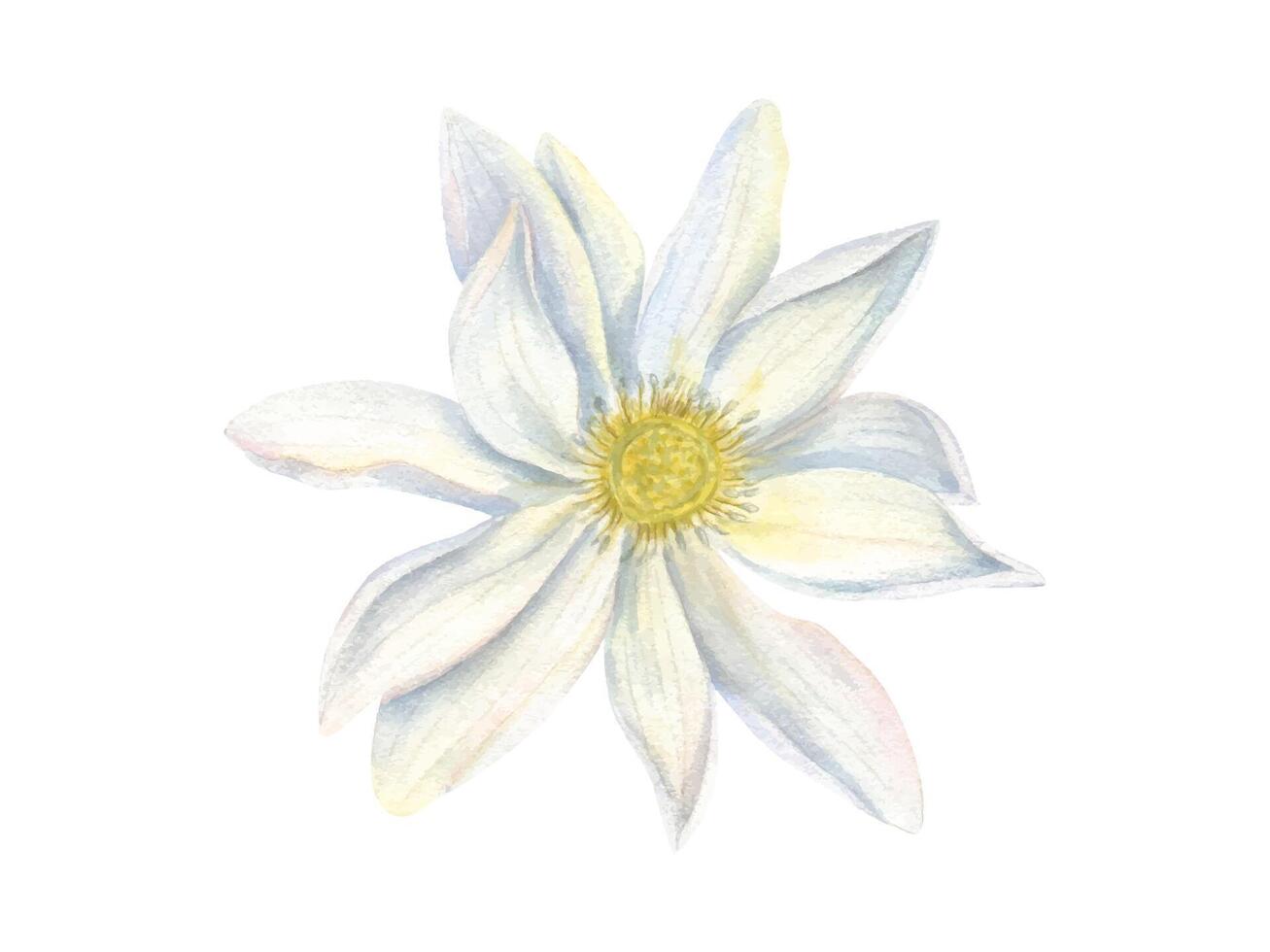White Water Lily. Top view of Lotus flower. Delicate Indian Lotus or Sacred Lotus. Multi petaled flower head with yellow center. Watercolor illustration. For cosmetic design, ayurveda products vector