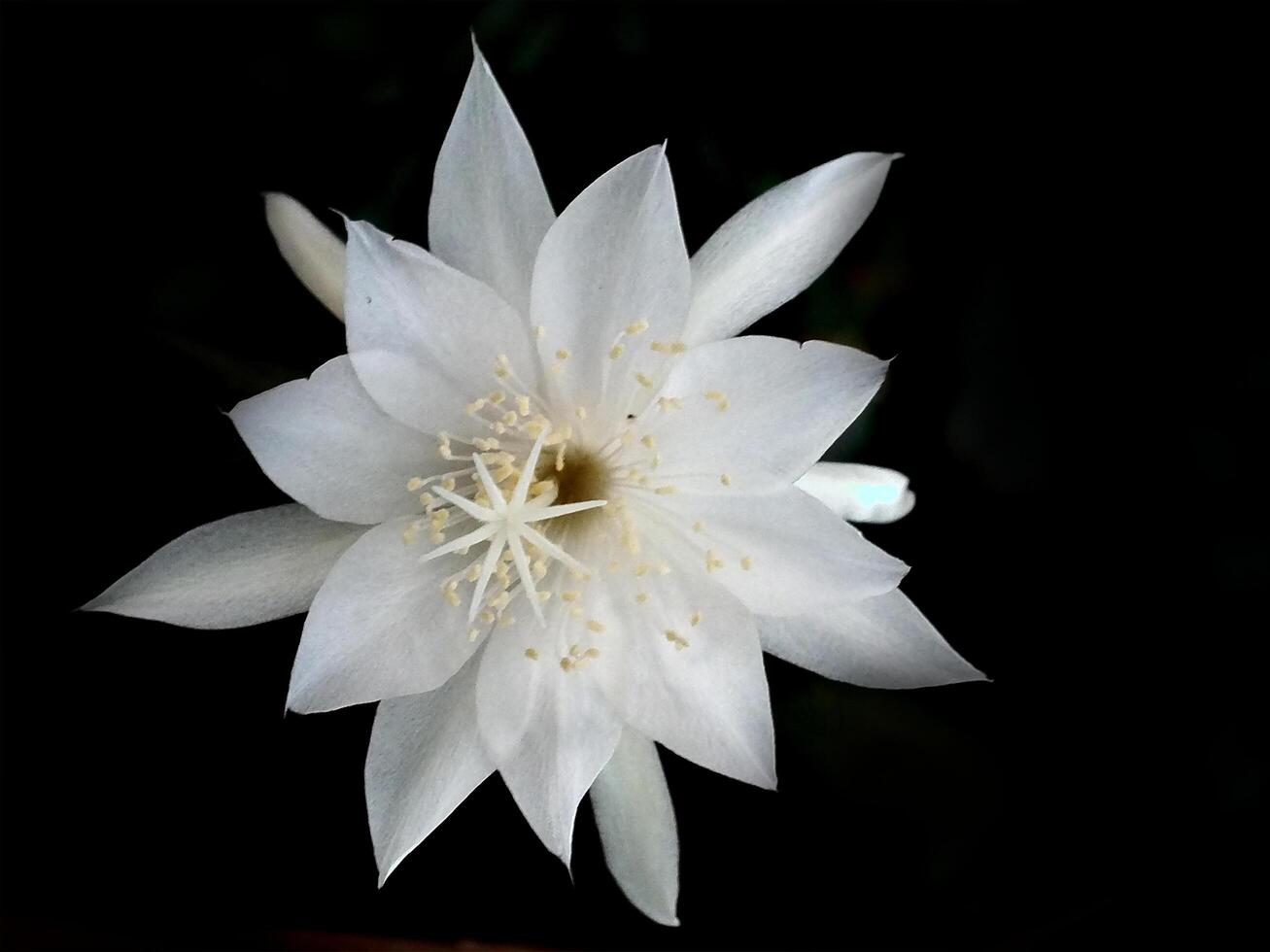 Flower of Princess of the Night or epiphyllum pumilum isolated on dark background. Epiphyllum oxypetalum or Lady of the Night photo