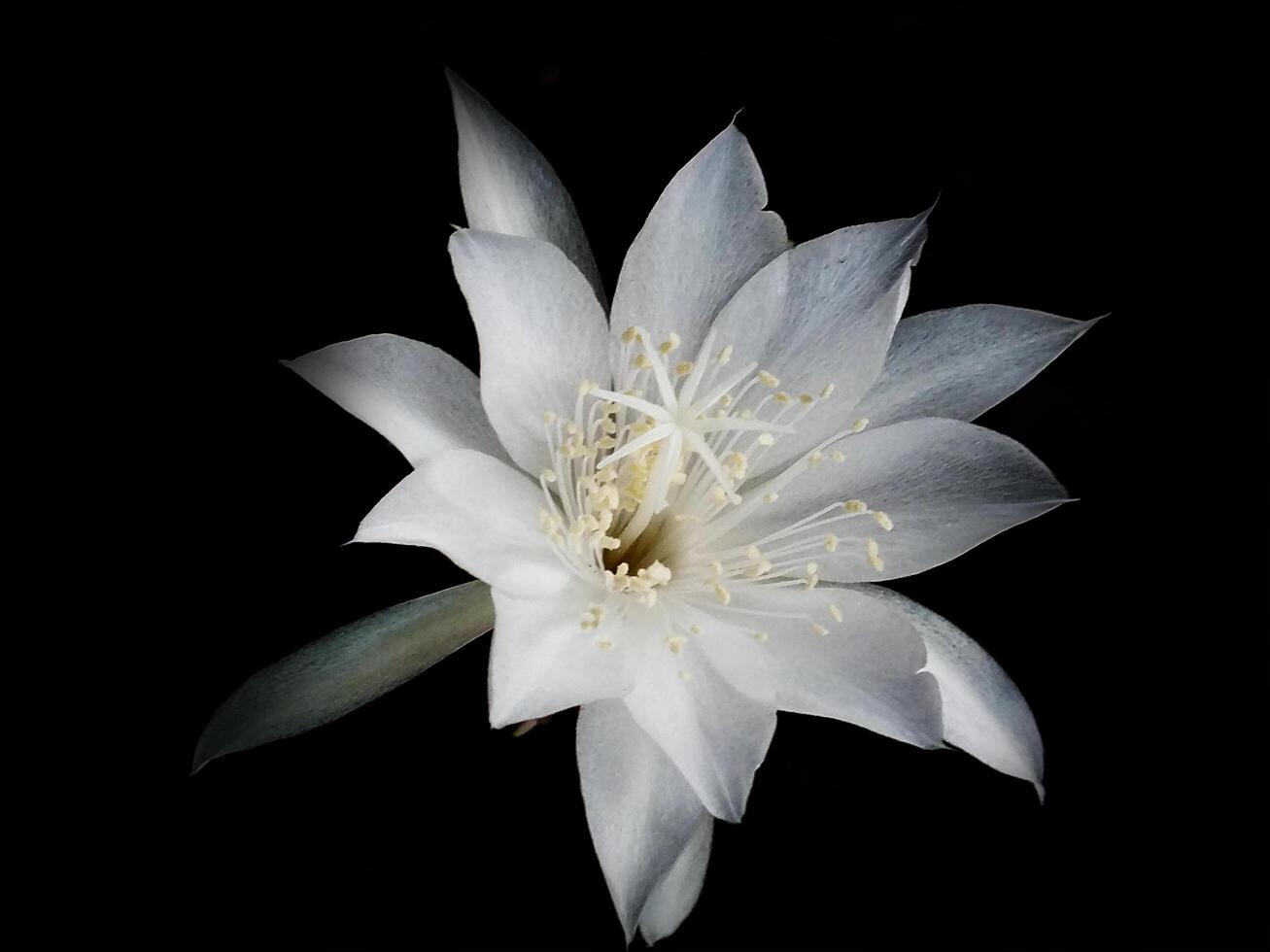 Flower of Princess of the Night or epiphyllum pumilum isolated on dark background. Epiphyllum oxypetalum or Lady of the Night photo