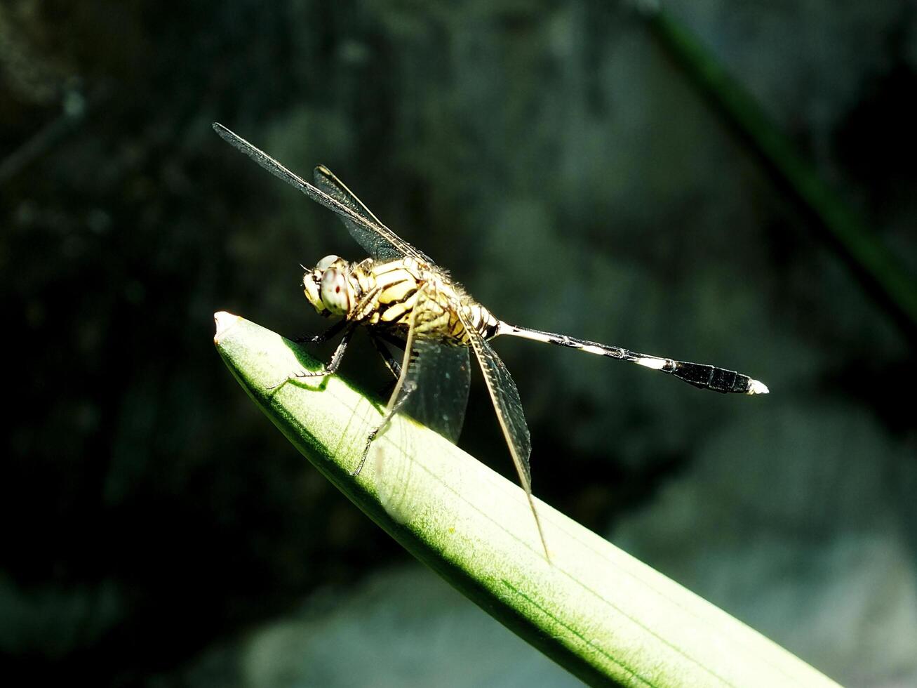 Selective focus of a dragonfly perches on a sansevieria leaf with a blurred background. This insect usually hunting mosquito as they prey photo