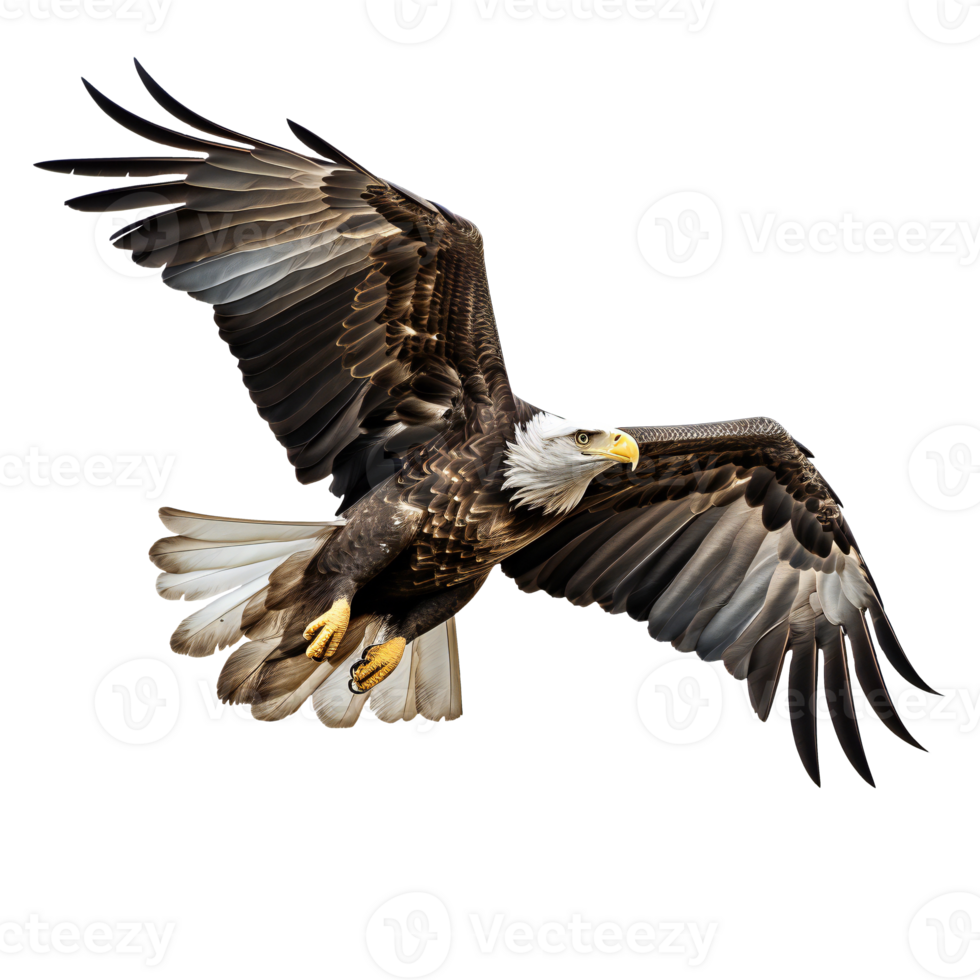 bald eagle flying cut out. American Bald Eagle. isolated on transparent png