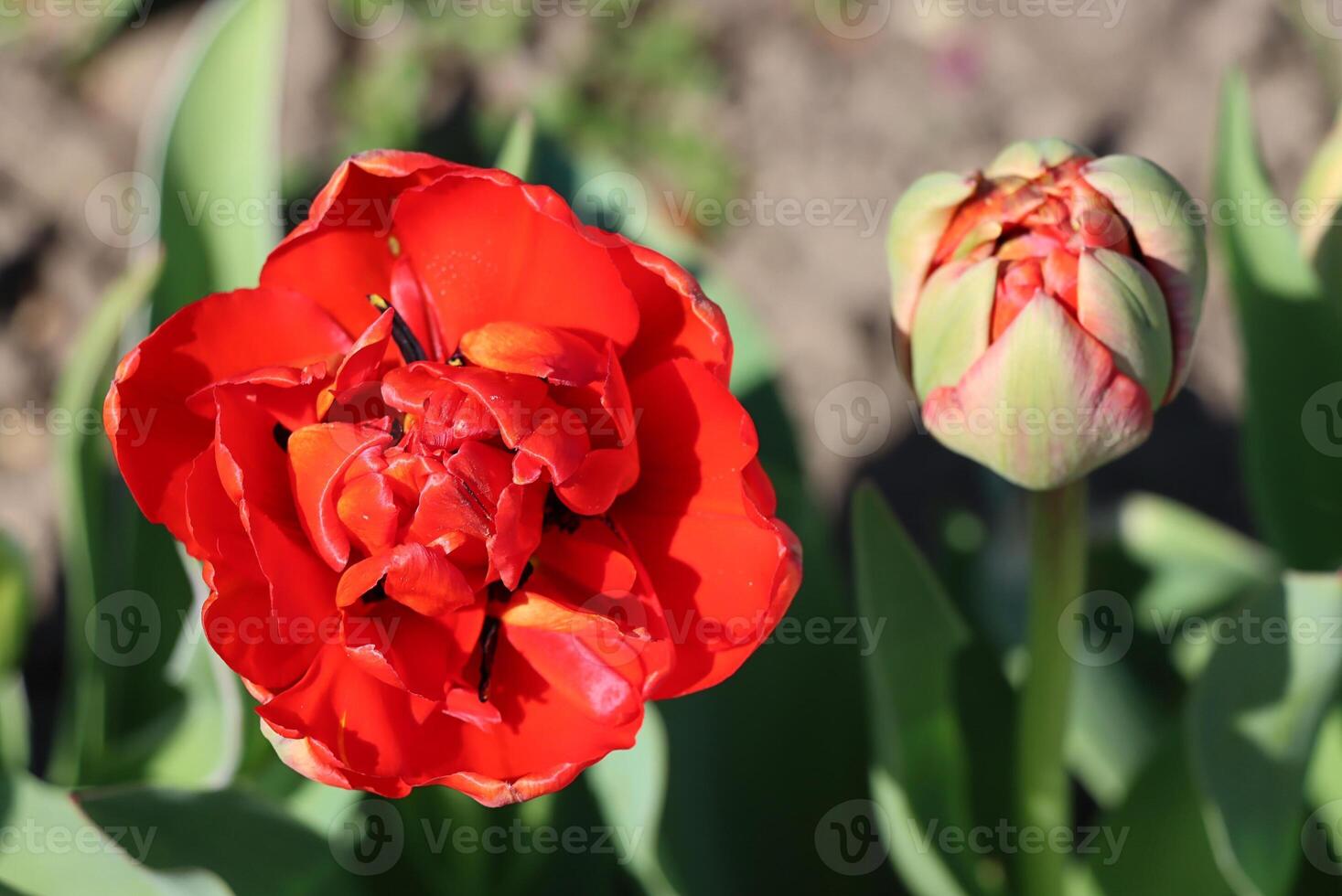 Red tulips in close-up. Open and closed bud tulip. Bright tulip flowers from all sides. Flowers for the holiday of spring. Beautiful flower. photo
