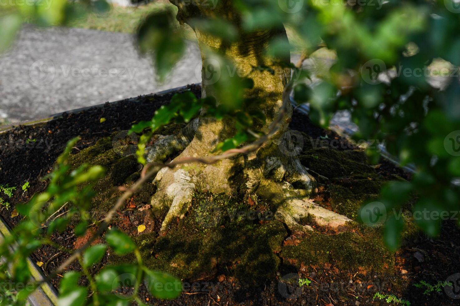 Bonsai trunk close up photo
