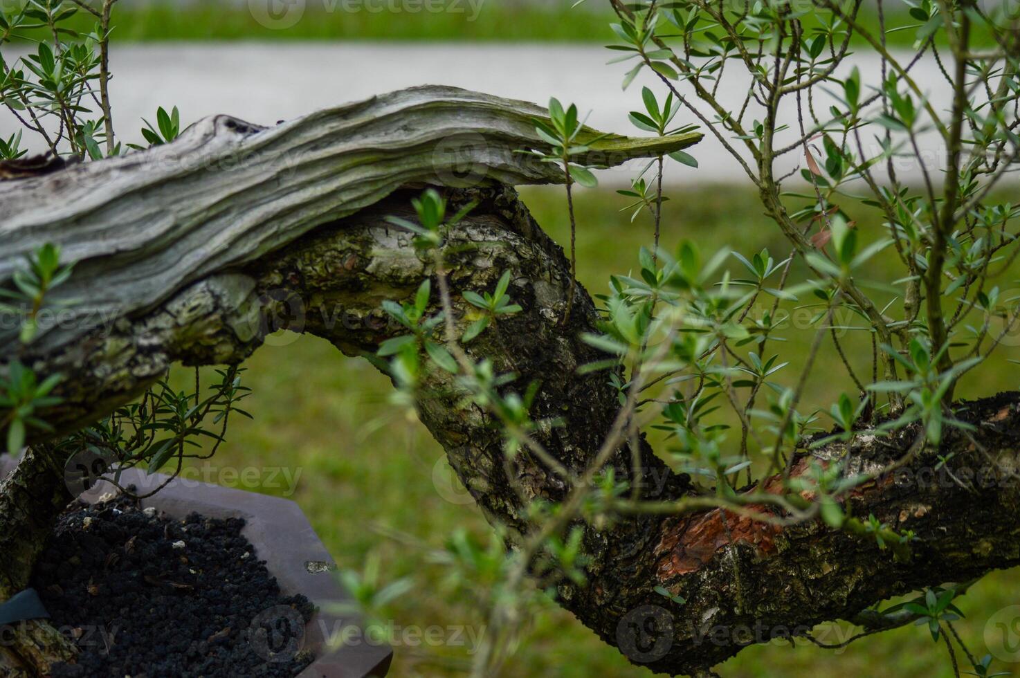 Bonsai trunk close up photo