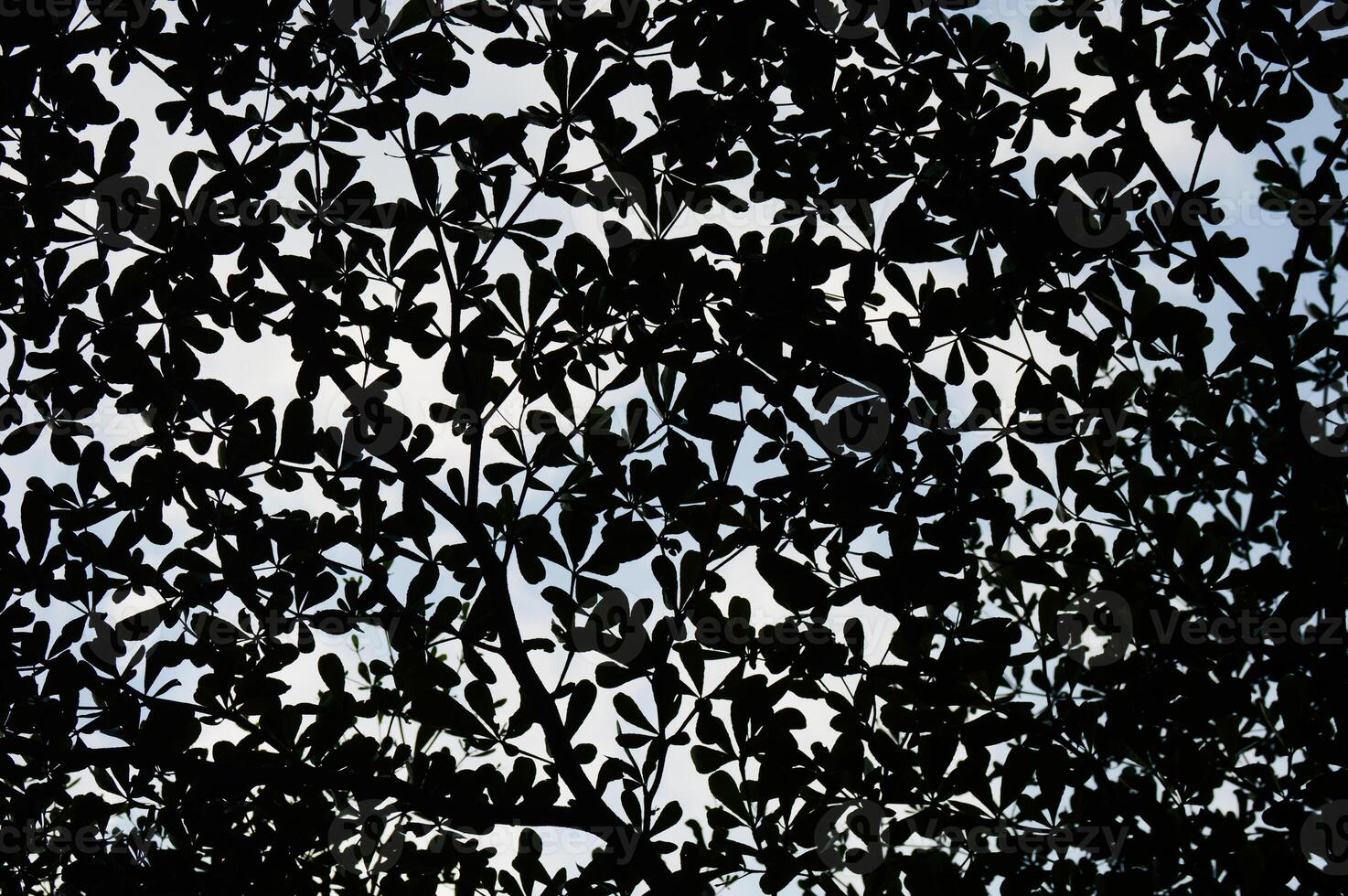 Abstract background nature of leaves silhouette photo