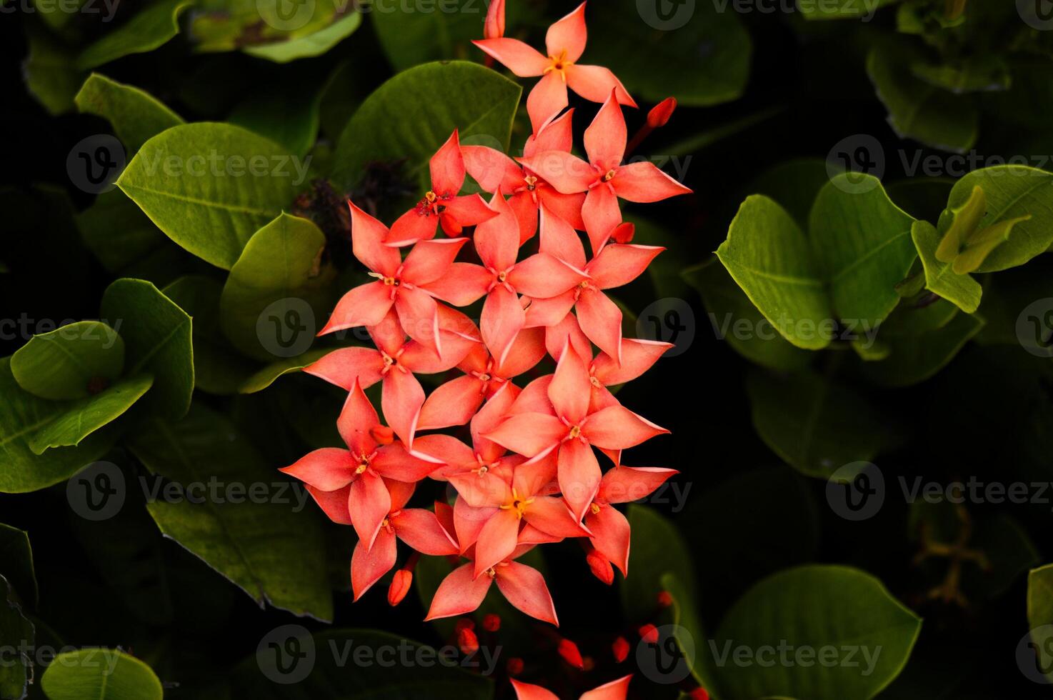 Red Ixora flowers on a leaf bush photo