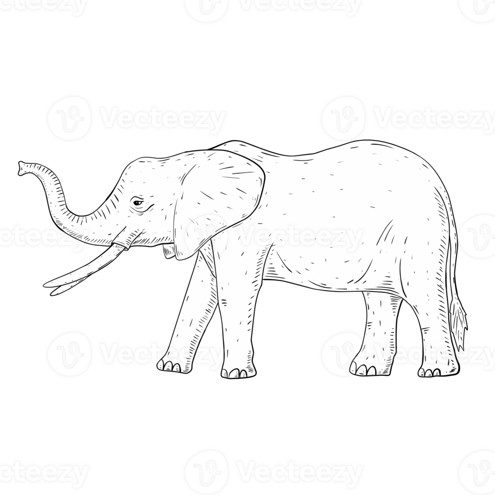 elephant cartoon illustration png
