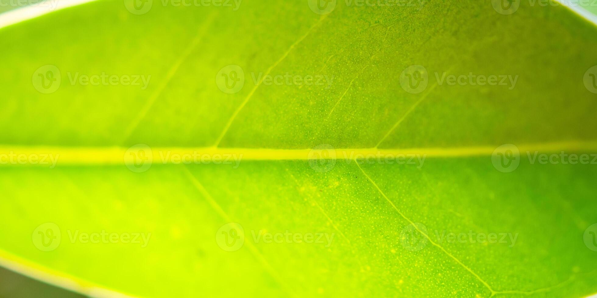 Natural plant green leaf in garden with bokeh background photo